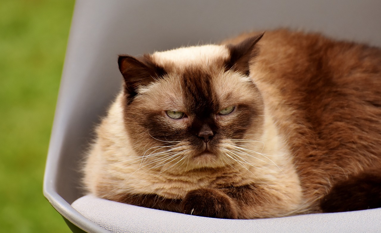 Understanding the Gentle Nature of the Exotic Shorthair